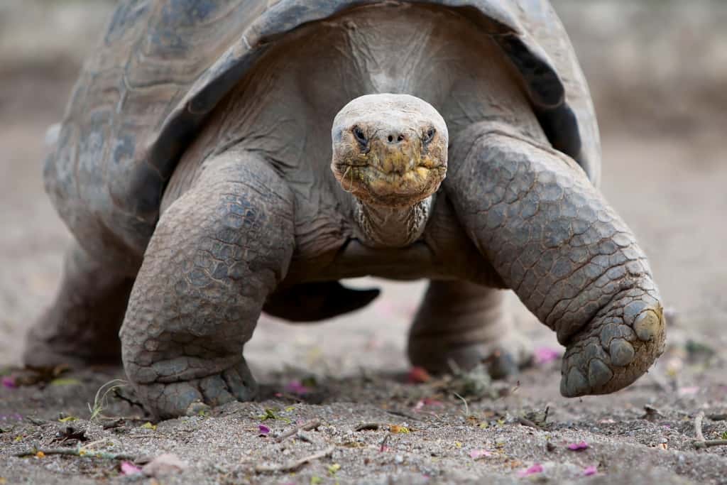 galapagos giant tortoise